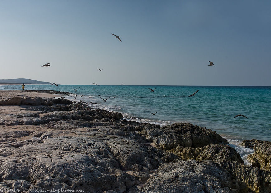 Socotra 2014