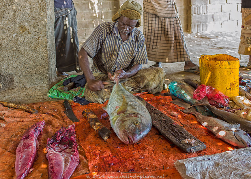 Socotra 2015
