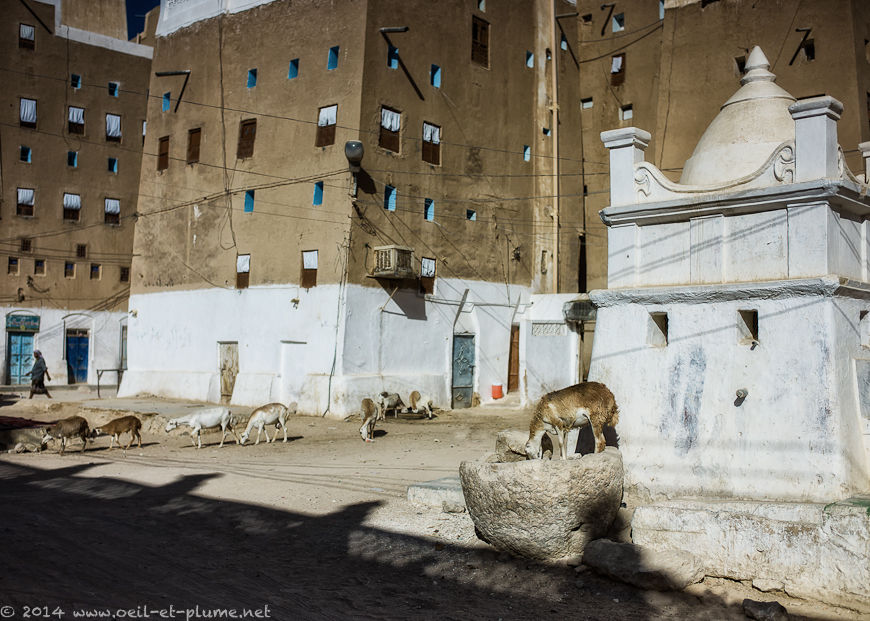 Wadi Hadramout 2014