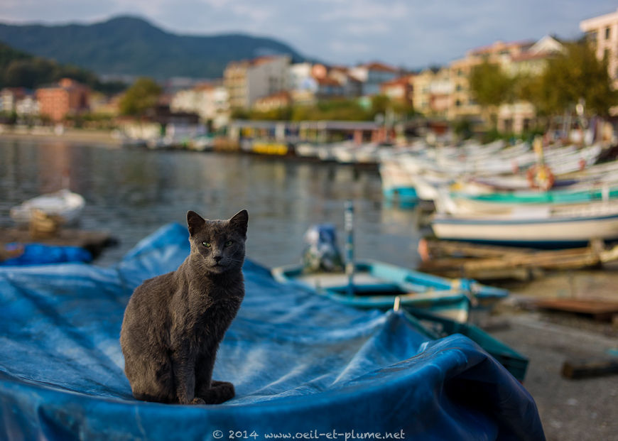 Amasra 2014