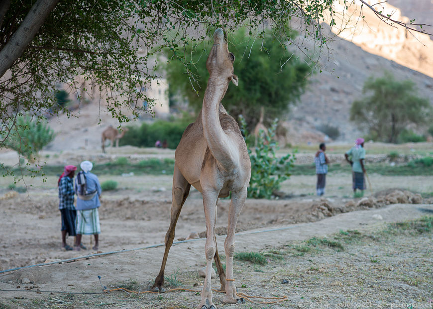 Wadi Doan 2014