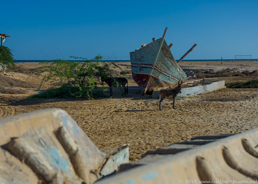 Coastal Hadramout 2015