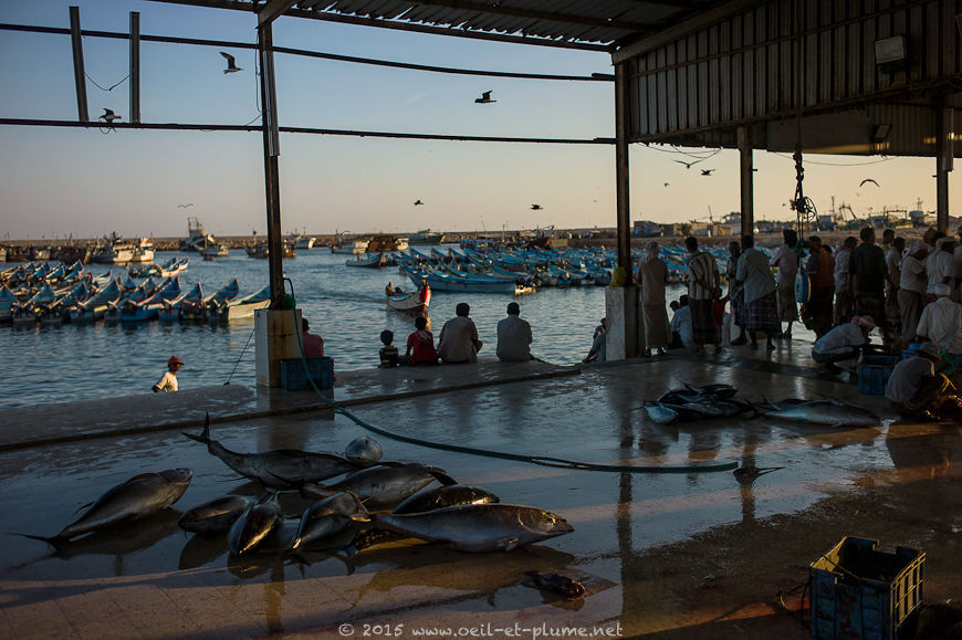 Coastal Hadramout 2015