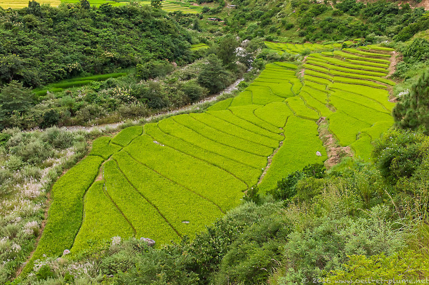 Bhutan 2015