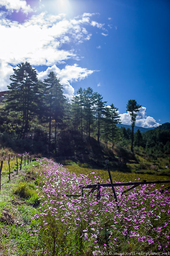 Bhutan 2015