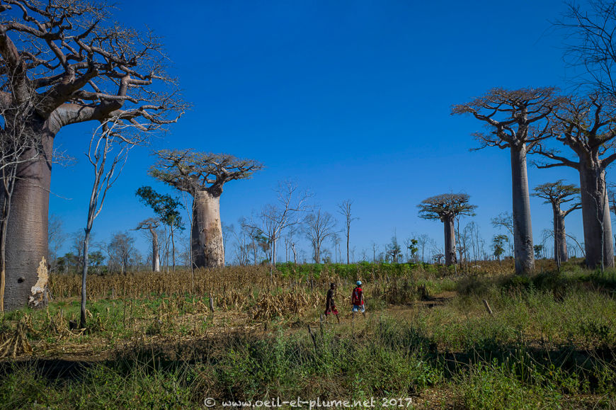 Madagascar 2017