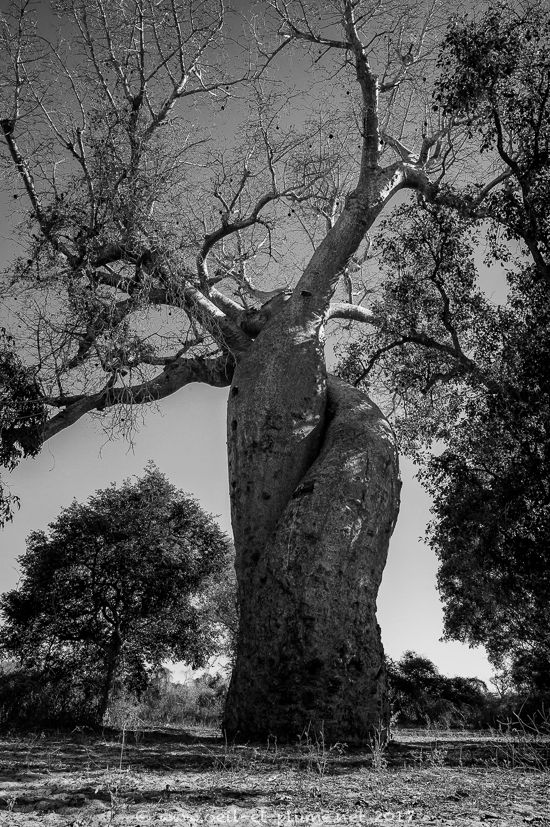 10 Baobabs 2017