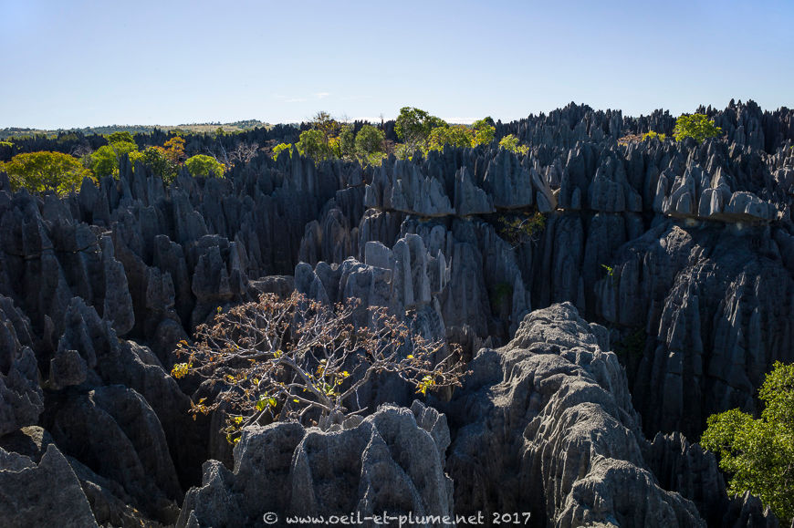 Madagascar 2017