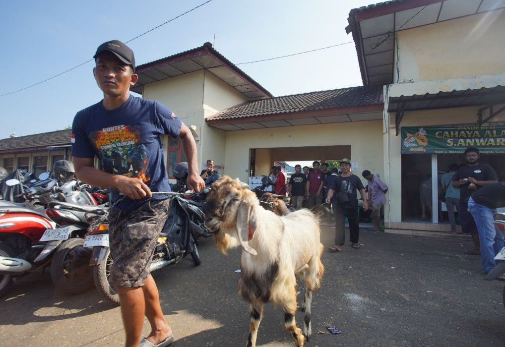 Surplus Belasan Ribu Ekor, Gunungkidul Siap Jadi 