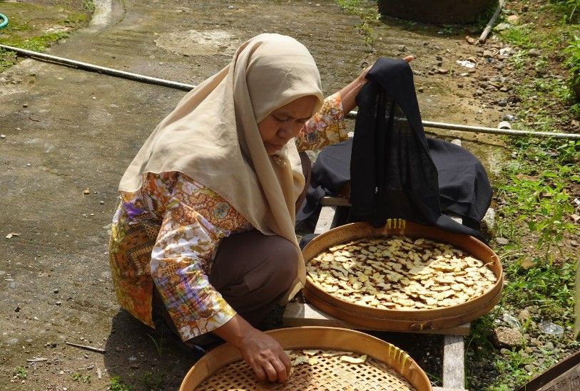 Sentuhan UGM Angkat Pamor Jahe Kulon Progo
