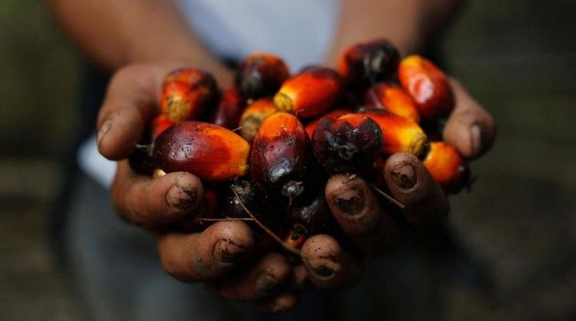 Ambisi Besar Prabowo Setir Harga Sawit Dunia Malah Bikin Petani Menjerit, Ada Apa Sebenarnya?