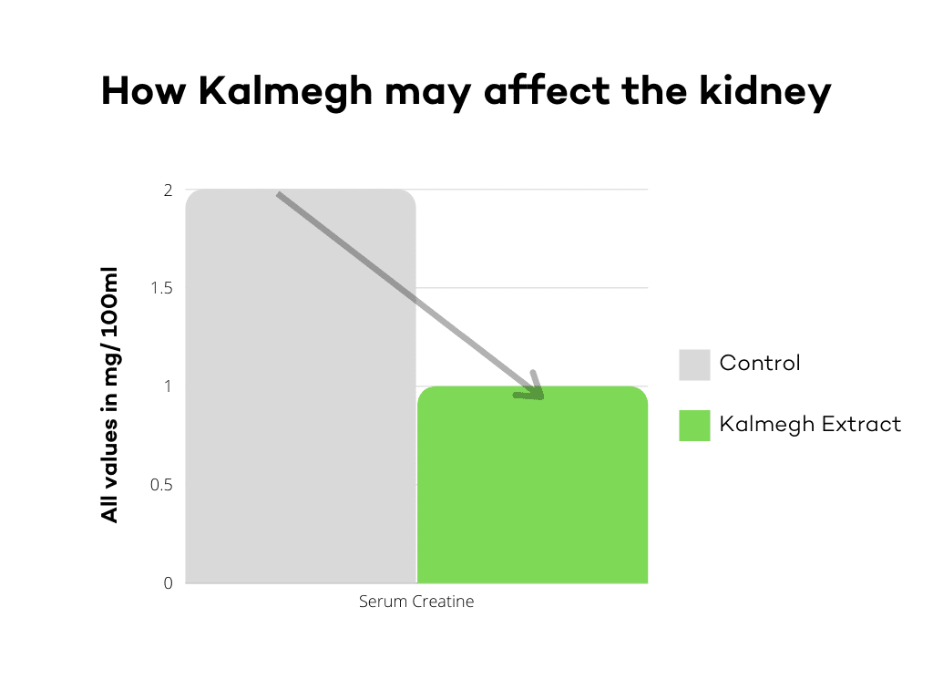 How Kalmegh may affect the kidneys