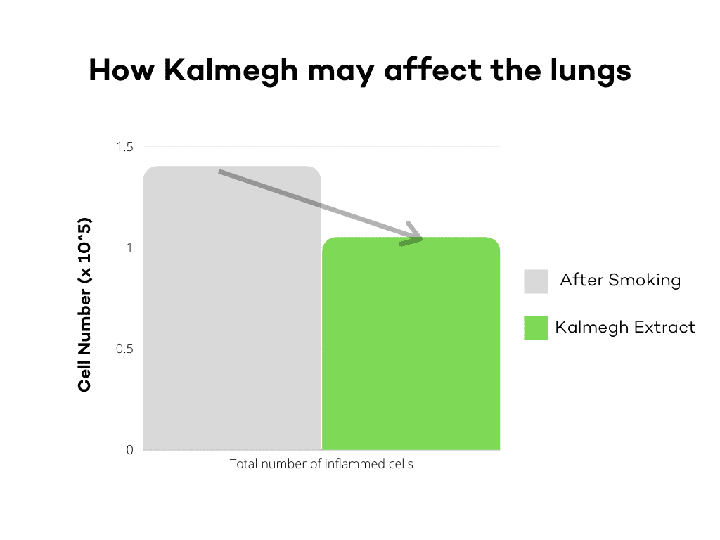 How Kalmegh may affect lungs