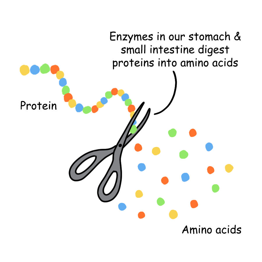 How enzymes help to digest protein