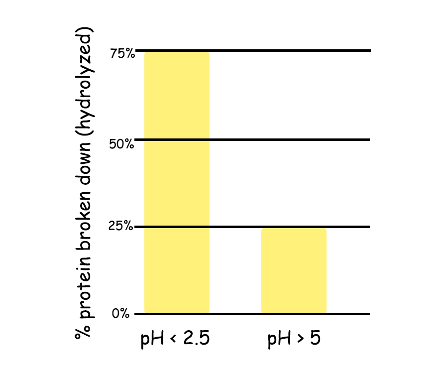 How pH actives enzymes which digest protein