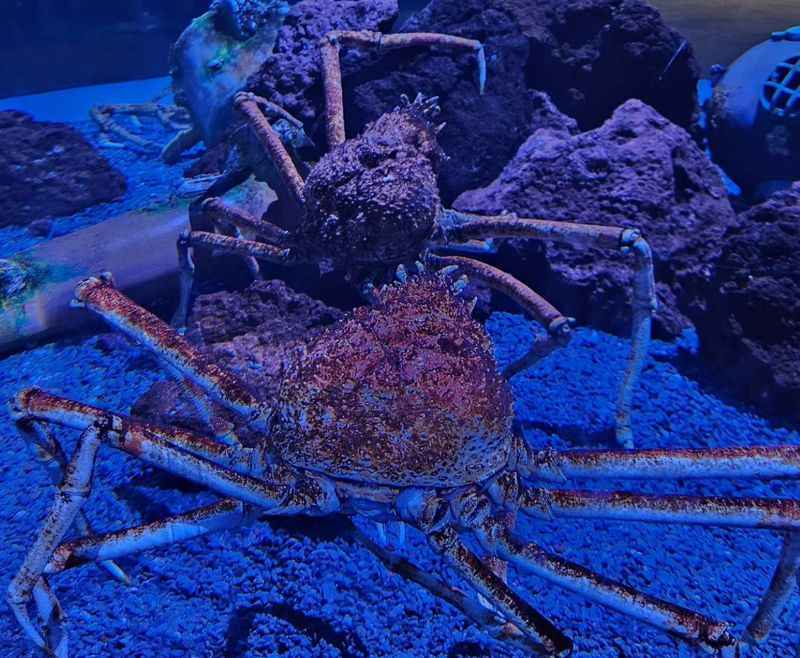 Ripley's Aquarium