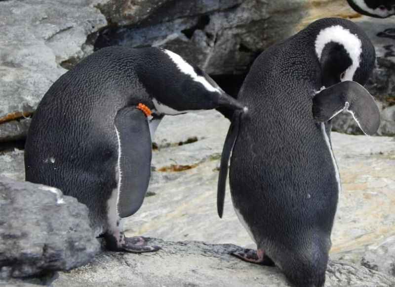 Lisbon Oceanarium