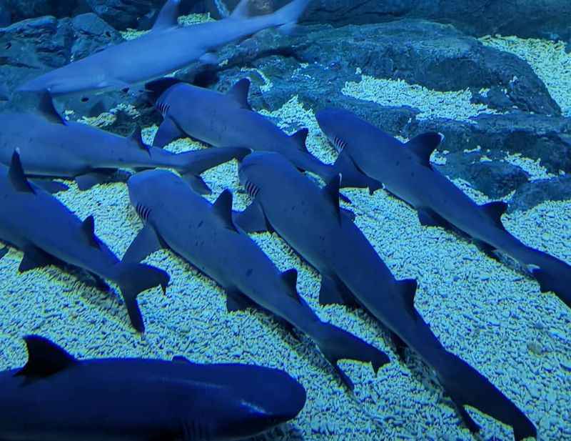 Yantai Haichang Whale Shark Aquarium