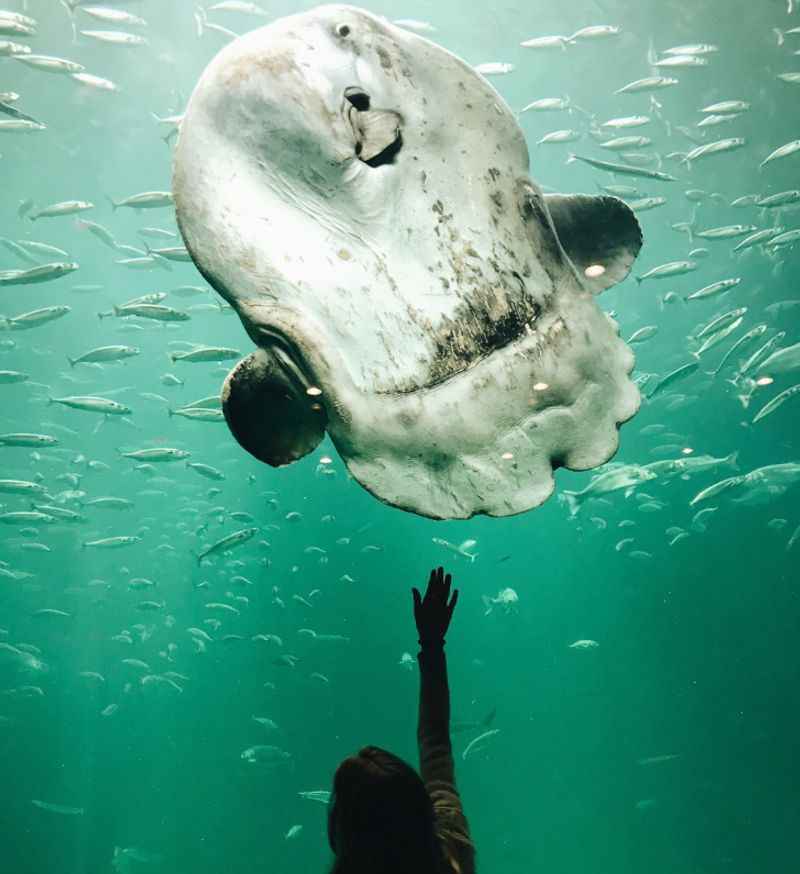 The North Sea Oceanarium