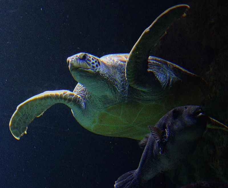 Aquarium de La Rochelle