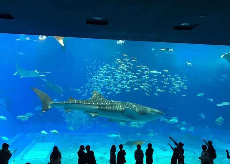 Okinawa Churaumi Aquarium