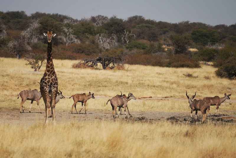 Etosha National Park, Namibia