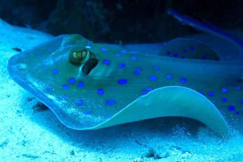 Stingrays at Ixlache Reef