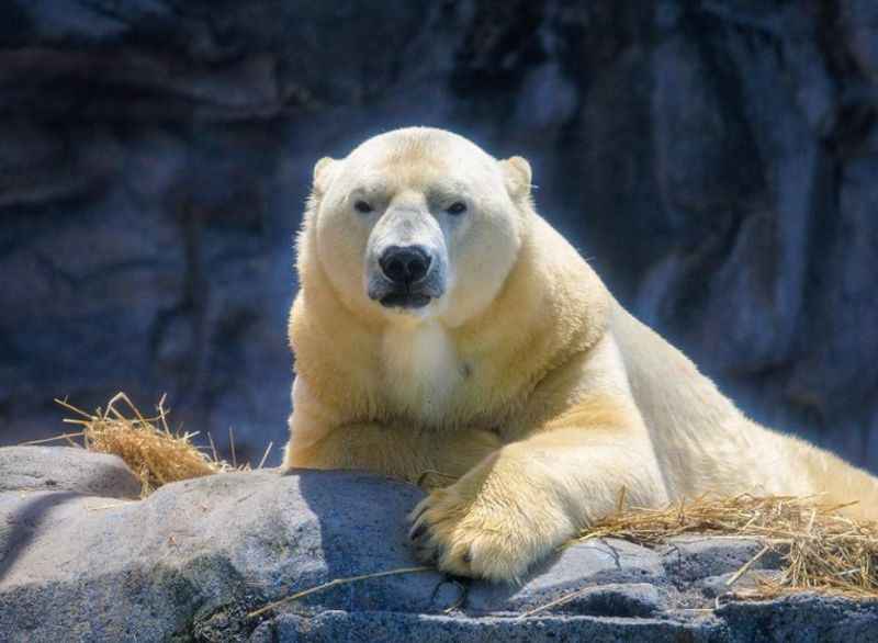 Polar Bear at SeaWorld