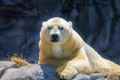 Polar Bear at SeaWorld