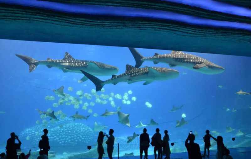 Chimelong Ocean Kingdom