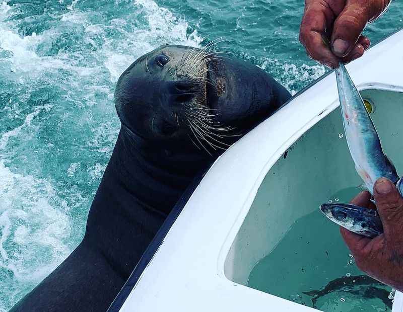 Playful Sea Lions