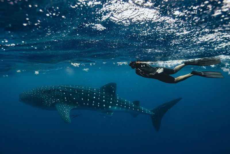 Whale Shark Tour in the Sea of Cortez