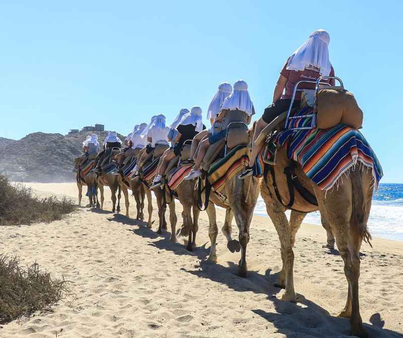 Camel Ride Through the Baja Desert