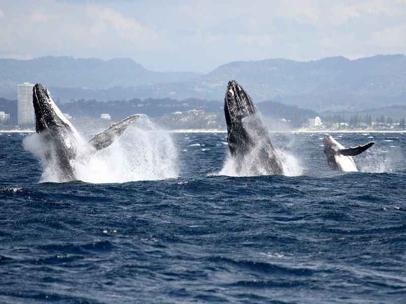 Humpback Whales Migrating 