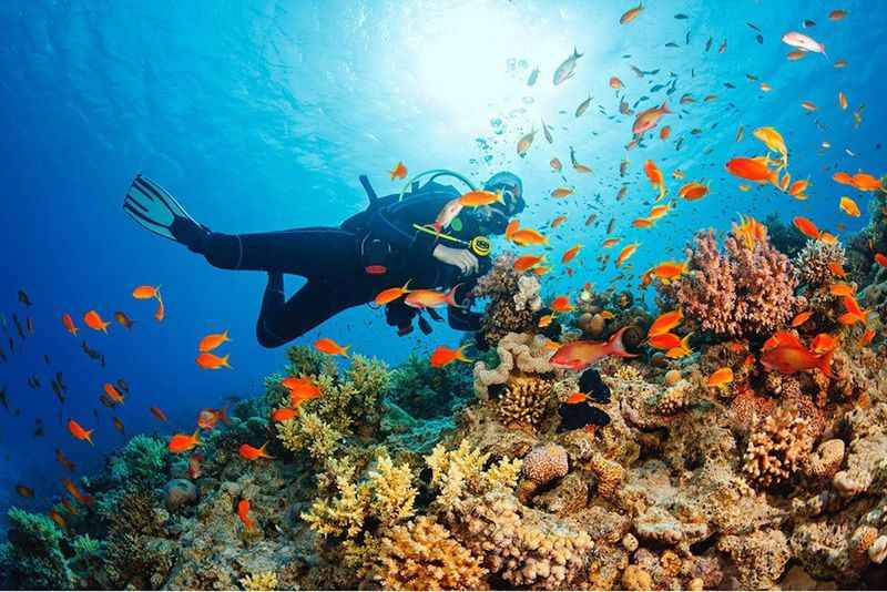 Cabo's Colorful Marine Life by Scuba Diving