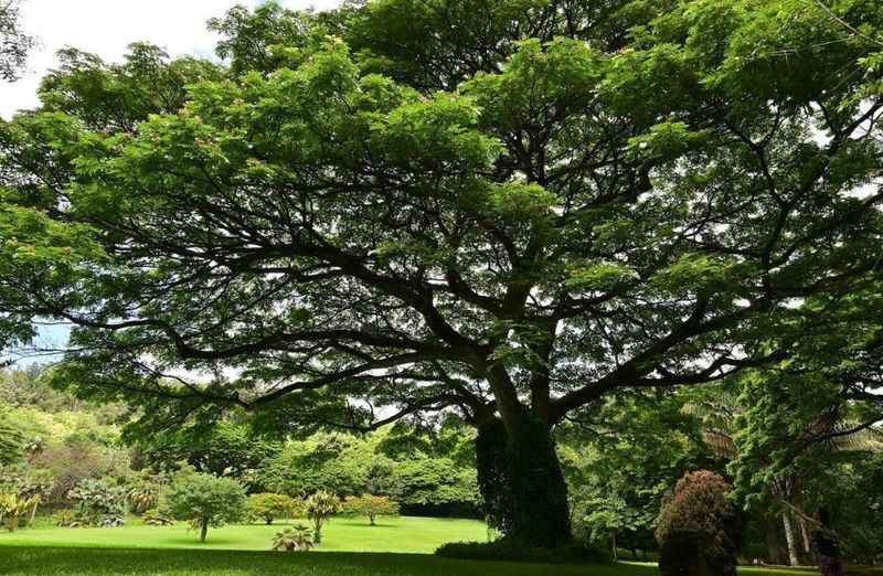 McBryde Garden