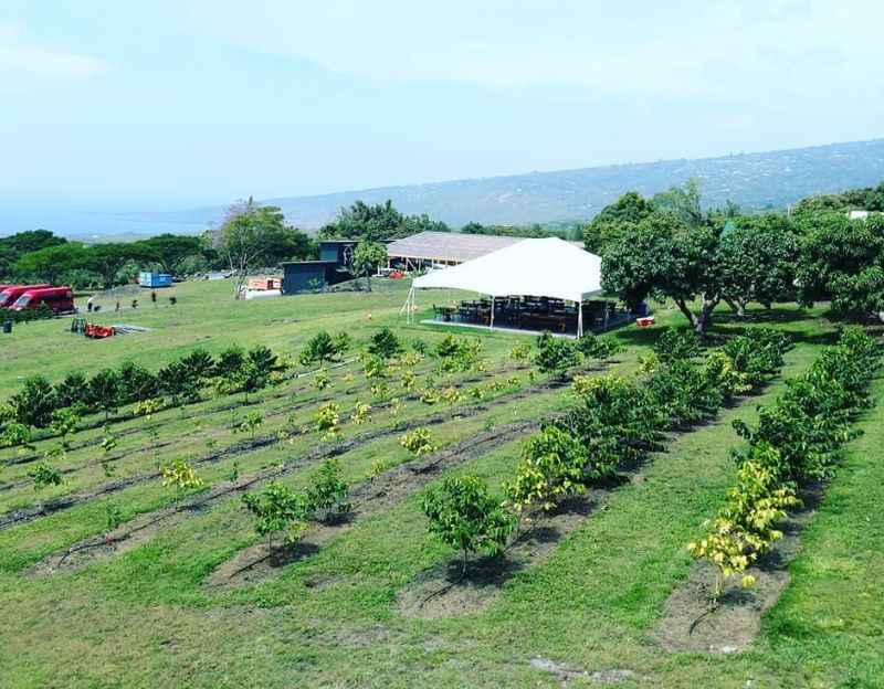 Kona Coffee Farm