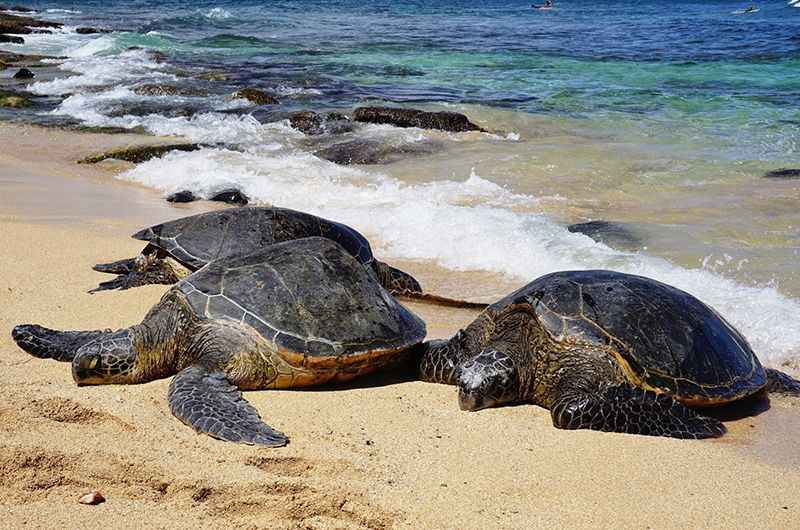 Hawaiian Green Sea Turtles