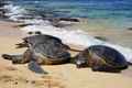 Hawaiian Green Sea Turtles