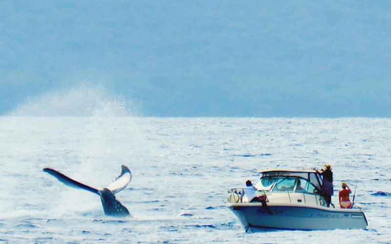 Whale Watching Cruise from Lahaina Harbor