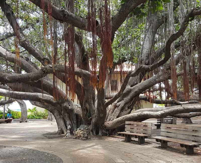 Lahaina's Banyan Tree