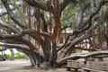 Lahaina&#x27;s Banyan Tree