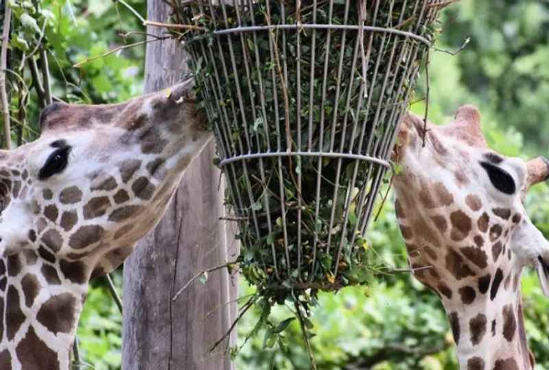 Berlin Zoological Garden