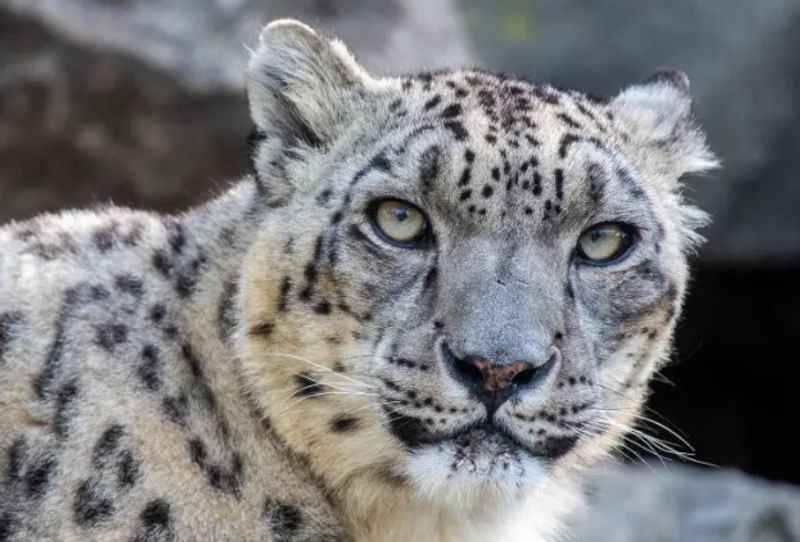 Henry Doorly Zoo