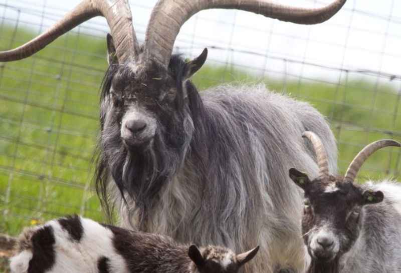 Welsh Mountain Zoo