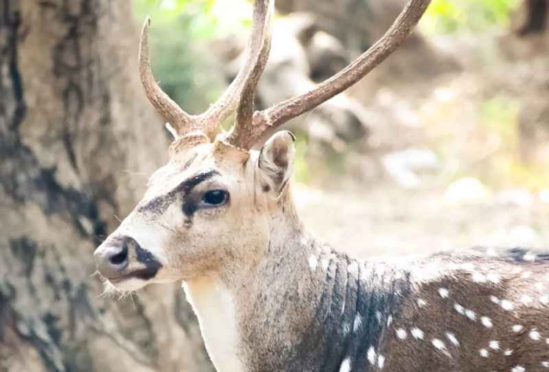 Arignar Anna Zoological Park