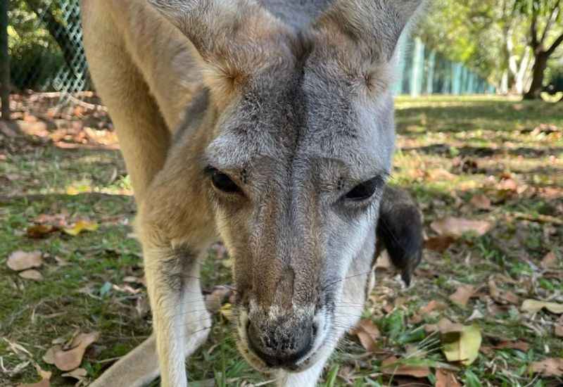 Australia Zoo