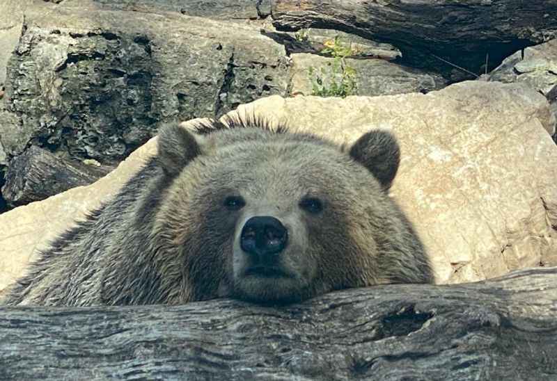 St. Louis Zoo