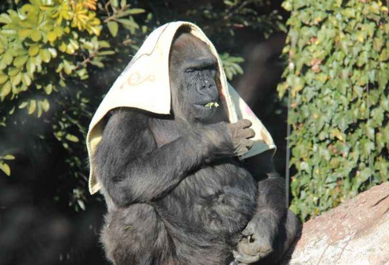 Ueno Zoo