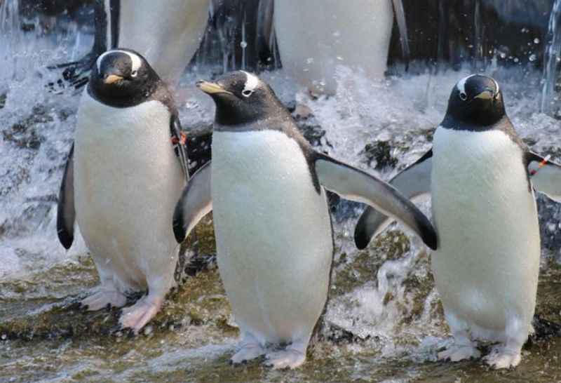 Edinburgh Zoo